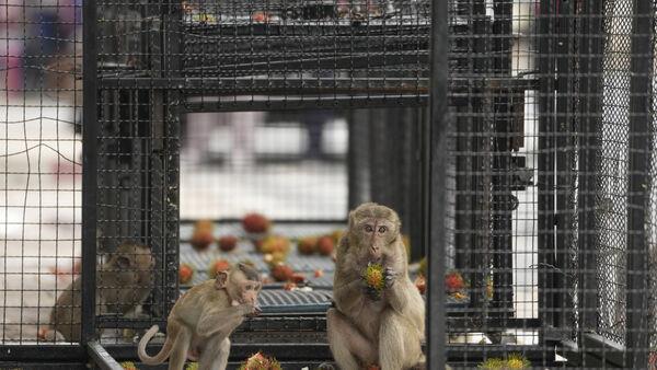 泰国小镇应对猴子入侵的计划