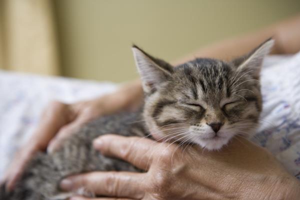 灰色虎斑小猫在老年女性手中安然入睡