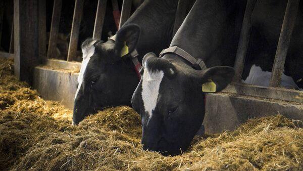Automation goes hand-in-hand with increasing herd size. Automation started in Europe, with DeLaval's robotic systems introduced in 1997. Now, there are estimated to be more than 35,000 robotic milking units around the world. 