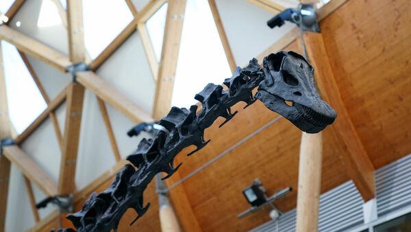 ‘Giant dinosaur carcasses might have been important food for Jurassic predators’