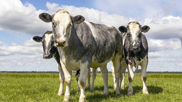 Continenal breeds expected to lose points in new beef indexes