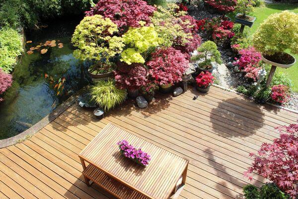 Japanese maples and bonsai feature in a landscaped contemporary garden. File pictures Japanese maples and bonsai feature in a landscaped contemporary garden. File pictures