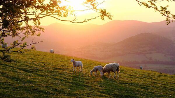 Stronger regulations a 'first step' in protecting livestock from dog attacks