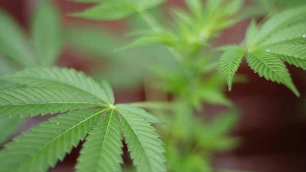 Corkman caught with cannabis worth almost 400k jailed for three years 