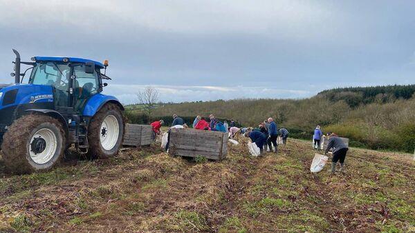 Cork crisp company 'blown away' as people turn up to hand pick 20 tonnes of beetroot