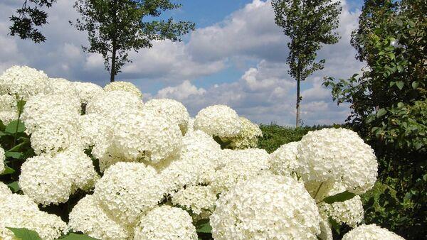 Garden Q&A: When should I prune my hydrangea o<em></em>nce it's finished flowering
