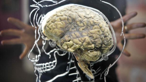 Hunger hormo<em></em>nes impact decision-making part of the brain, study shows
