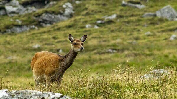 Deer cull would be a 'significant step' towards control of TB