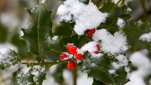 Nine fun facts about holly, our favourite Christmas plant