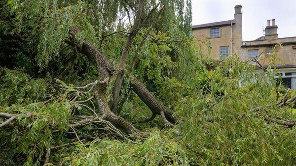 How to rescue your garden after heavy winds and rain