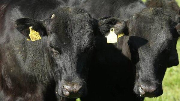 25c/kg off-season bonus for Angus cattle