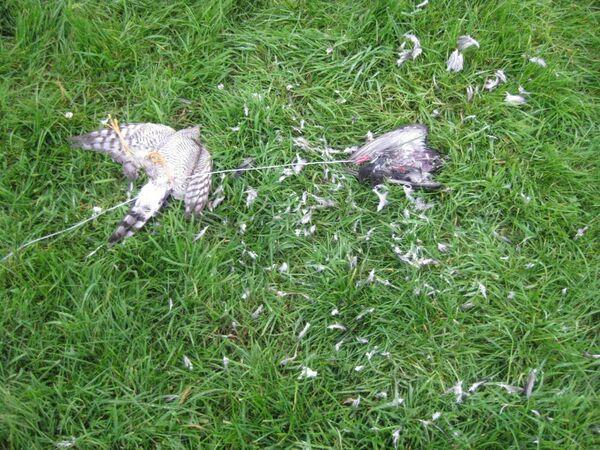 Engagement locally by NPWS conservation rangers, education and outreach programmes and other legal instruments such as ministerial directions to restore damaged habitats can also address and prevent wildlife crime.