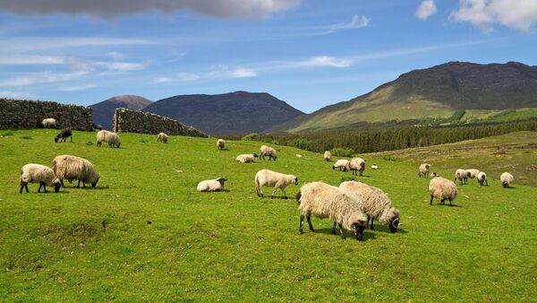 Succession and nutrition on the agenda for Teagasc national sheep conferences