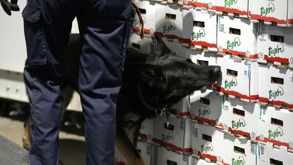 Belgian customs seize record amount of cocaine as EU faces drug violence rise