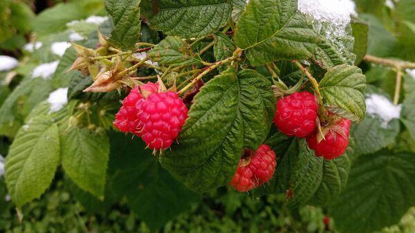 Garden Q&A: Should I prune my raspberry canes in January