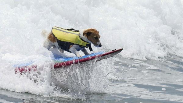 Meet Efruz, the Jack Russell terrier who loves to surf the waves of Peru